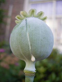 Opium poppy pod with latex